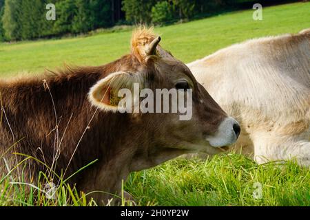 Une belle vache beige reposant sur le pâturage vert dans le village de Birkach (Allemagne) Banque D'Images