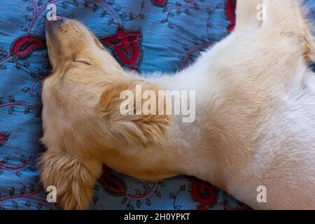 Chien Golden Retriever marron clair dormant sur le lit par le dessus Banque D'Images