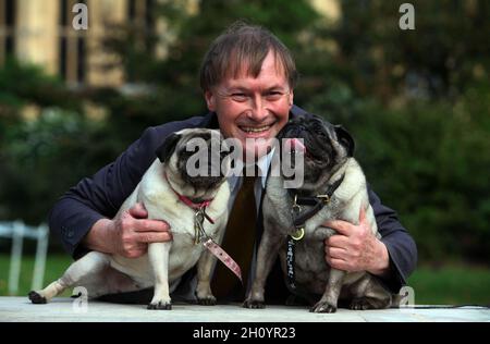 USAGE ÉDITORIAL SEULEMENT photo du dossier datée du 10/10/13 du député conservateur David Amess avec ses pugs, Lily et Boat au concours du chien de l'année de Westminster aux jardins de la tour Victoria à Londres.Le député conservateur Sir David Amess aurait été poignardé plusieurs fois lors d'une opération dans sa circonscription du sud-ouest.Date de publication : vendredi 15 octobre 2021. Banque D'Images