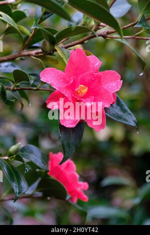 Camellia x williamsii 'Bell liberté'.Fleurs en forme d'entonnoir rouge vif à la fin de l'hiver Banque D'Images