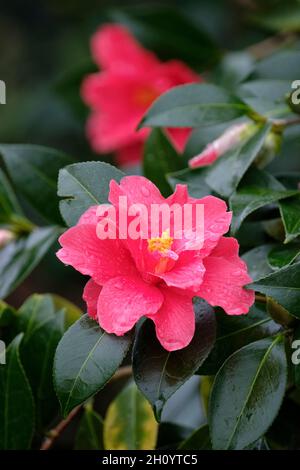 Camellia x williamsii 'Bell liberté'.Fleurs en forme d'entonnoir rouge vif à la fin de l'hiver Banque D'Images