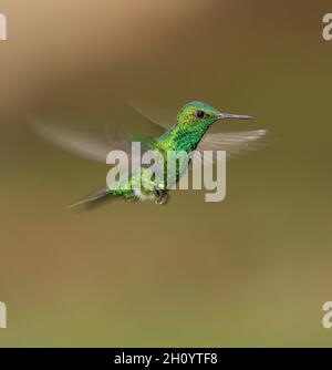 L'Émeraude de jardin (Chlorostilbon assimilis) est un petit colibri qui est un éleveur résident endémique au Panama et au Costa Rica. Banque D'Images