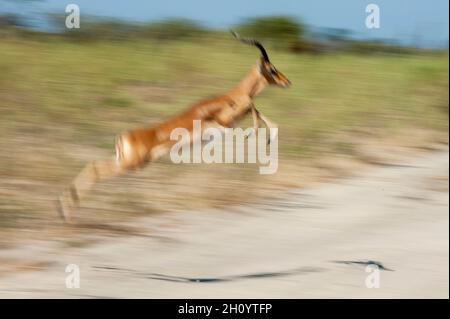 Un ipala, Aepyceros melampus, en courant et en bondissant.Île Chief, réserve de gibier de Moremi, delta d'Okavango, Botswana. Banque D'Images