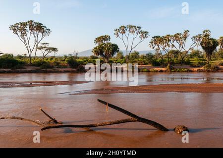 Palmiers du Doum, Hyphaene coriacea, le long des rives de la rivière Samburu.Rivière Samburu, réserve de gibier de Samburu, Kenya. Banque D'Images