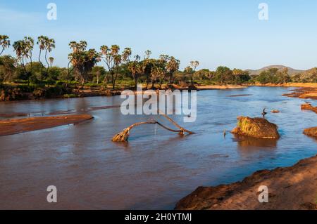 Palmiers du Doum, Hyphaene coriacea, le long des rives de la rivière Samburu.Rivière Samburu, réserve de gibier de Samburu, Kenya. Banque D'Images