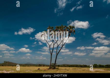 Une paire de palmiers doum, Hyphaene coriacea, sous un ciel rempli de nuages Samburu Game Reserve, Kenya. Banque D'Images