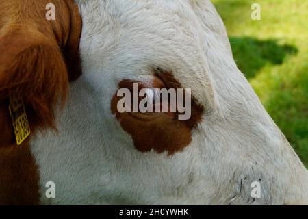 Une belle vache regardant de près dans la caméra dans le village bavarois de Birkach (Allemagne) Banque D'Images