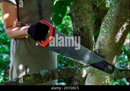 une femme avec une scie à la main scie une branche par un arbre.Photo de haute qualité Banque D'Images