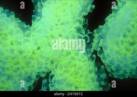 Hammer Coral, Eupyllia ancora, site de plongée de Shark Island, Koh Tao, Thaïlande, Asie Banque D'Images