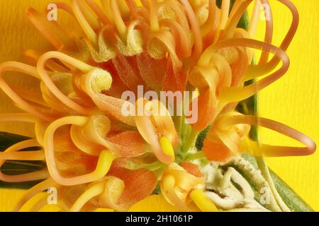 Détails agrandis des fleurs de Grevillea 'Apricot Glow' sur l'inflorescence Banque D'Images