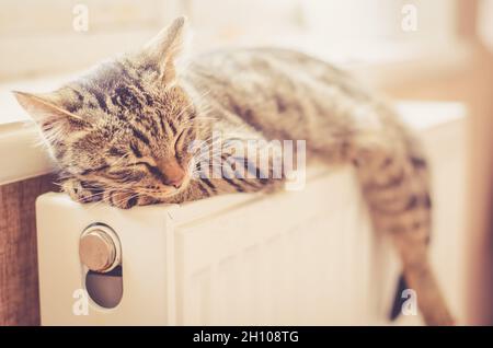 Beau chaton tabby dort sur le radiateur près de la fenêtre au soleil.Le chat repose sur un radiateur chaud Banque D'Images