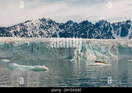 Un phoque barbu repose sur la glace qui se trouve à l'avant du glacier Lilliehook.Lillihookfjorden, île de Spitsbergen, Svalbard, Norvège. Banque D'Images