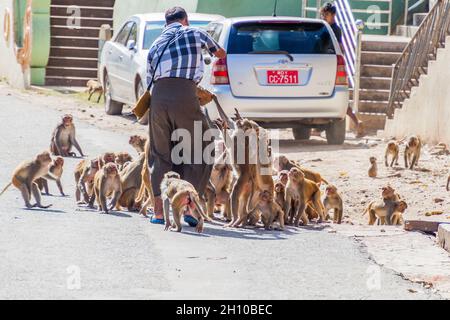 Mt POPA, MYANMAR - 8 DÉCEMBRE 2016 : alimentation des macaques près du temple de Mt Popa, Myanmar Banque D'Images