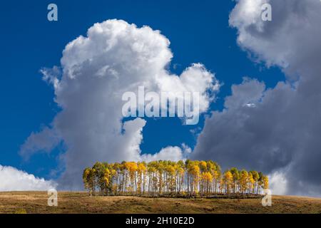 Automne Aspen arbres avec ciel bleu et cumulus nuages à Telluride, Colorado Banque D'Images