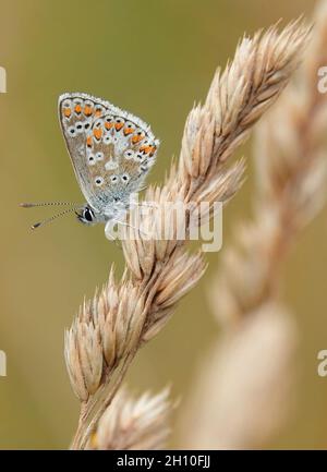 Gros plan d'un papillon bleu commun sur l'oreille de blé sur un arrière-plan flou Banque D'Images