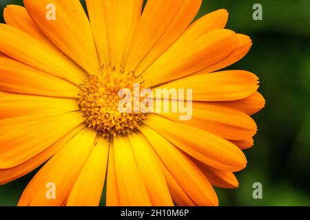 section de fleur de calendula orange Banque D'Images