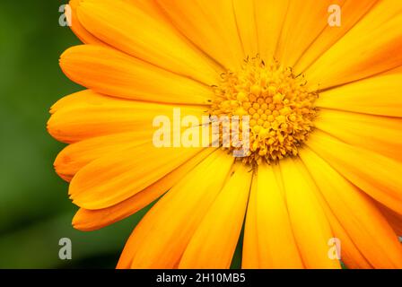 section de fleur de calendula orange Banque D'Images