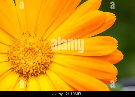 section de fleur de calendula orange Banque D'Images