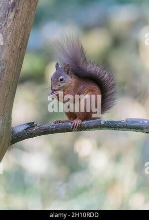 Un écureuil rouge sauvage assis sur une branche dans son environnement naturel - Yorkshire, Royaume-Uni Banque D'Images