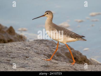 Une dent rouge tachetée (Tringa erythropus) dans son habitat naturel de boue intertidale.Norfolk Royaume-Uni Banque D'Images