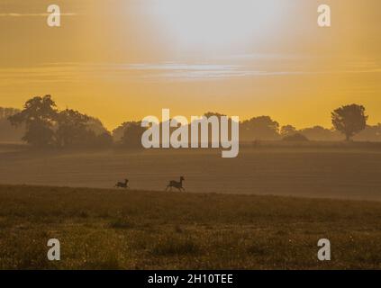Une mère et un jeune cerf en jachère qui traverse la belle campagne dorée au lever du soleil.Suffolk , Royaume-Uni Banque D'Images