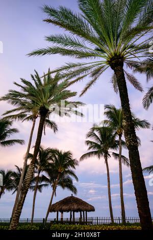 Palmiers dans un ciel bleu après le coucher du soleil - Lauderdale-by-the-Sea, Floride, États-Unis Banque D'Images