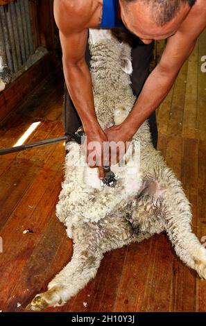 homme tonte de mouton, coupe-moutons électriques, station de moutons; profession, travail,Laine, affaires, animaux, Île du Sud, Nouvelle-Zélande Banque D'Images