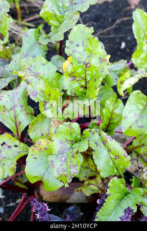 Cercospora beticola taches blanches sur le verger suisse rouge - betterave. Banque D'Images