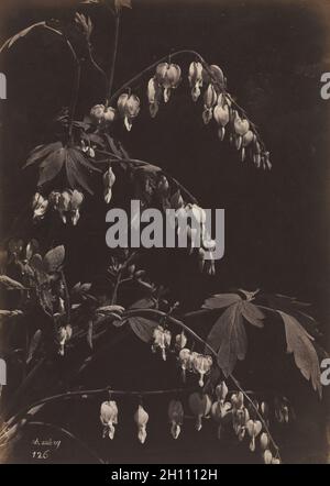 Floral Still Life (Coeurs sensibles), ch. 1865. Charles Aubry (Français, 1811-1877). L'albumine à partir de négatifs en verre ; image : 34,6 x 24,6 cm (13 5/8 x 9 2/13 in.) ; papier : 48,1 x 31,7 cm (18 15/16 x 12 1/2 in.) ; enchevêtrées : 50,8 x 40,6 cm (20 x 16 in.). Banque D'Images