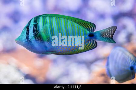 Tang indien de voiliers dans l'aquarium de Copenhague Banque D'Images