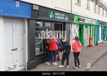 Cork, Irlande, 15 octobre 2021.DOB animaux et Exotics Grand Opening, Cork, Irlande.La nouvelle boutique d'animaux de compagnie de Corks a ouvert ses portes aujourd'hui dans le nord de la ville et les affaires étaient en plein essor dès l'ouverture de leurs portes.La boutique d'animaux de compagnie appartenant à Aaron Dunlea O Brien de passage West vend une grande variété d'animaux, y compris les petits animaux, les oiseaux, les poissons et les reptiles, ainsi que tous les aliments et les fournitures dont vous avez besoin.Aaron a dit qu'il l'était.Aaron qui a maintenant 21 ans a grandi entouré d'animaux de compagnie et a toujours rêvé d'ouvrir une boutique d'animaux de son propre, aujourd'hui ce rêve est venu.Crédit: Damian Colema Banque D'Images