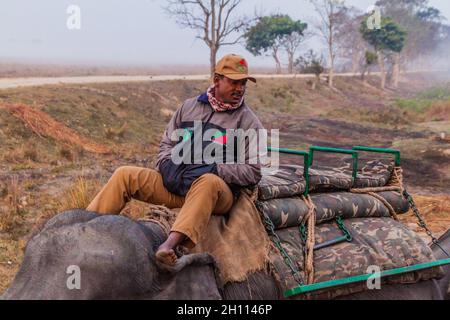 KAZIRANGA, INDE - 30 JANVIER 2017 : mahout avec son éléphant dans le parc national de Kaziranga. Banque D'Images