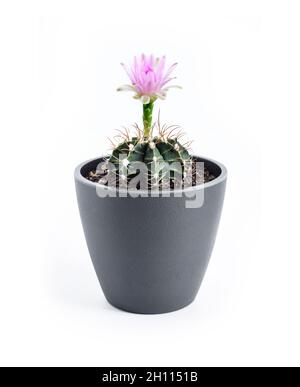 Floraison Gymnocalycium mihanovichii cactus dans un pot isolé sur fond blanc Banque D'Images