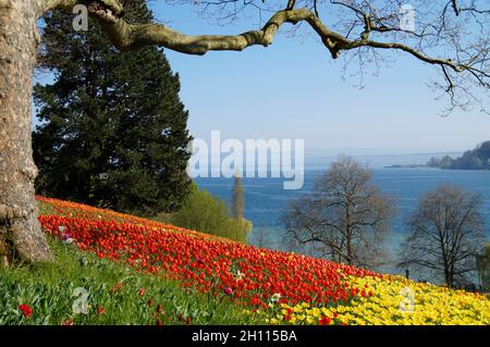 Une belle prairie pleine de tulipes colorées avec le lac de Constance en arrière-plan (Île aux fleurs de Mainau en Allemagne) Banque D'Images