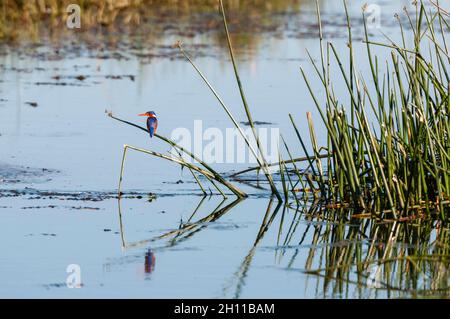 Un kingfisher malachite, Alcedo cristata, perché sur un roseau.Savuti, parc national de Chobe, Botswana. Banque D'Images