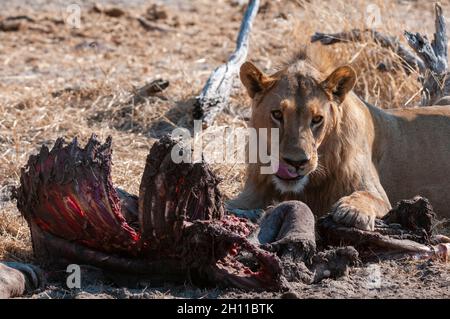 Un lion, Panthera leo, se nourrissant d'une carcasse de zébra, Equus quagga.Delta d'Okavango, Botswana. Banque D'Images