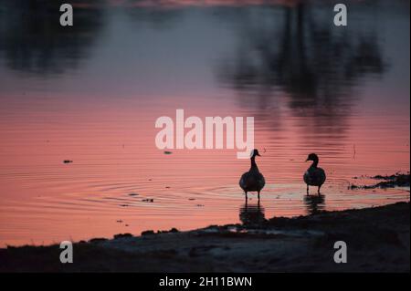 Deux oies égyptiennes, Alopochen aegyptiacus, se frayent dans la rivière Khwai au coucher du soleil.Rivière Khwai, delta de l'Okavango, Botswana. Banque D'Images