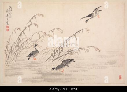 Album de la Calligraphie et peinture, 18e siècle. Bian Shoumin (Chinois, 1684-1752). Feuille d'Album ; l'encre et couleur sur papier ; total : 18,5 x 27,5 cm (7 5/16 x 10 13/16 in.). Banque D'Images