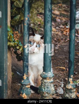 Sélective d'un joli chaton derrière les rampes dans un parc Banque D'Images