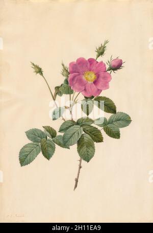 Rose de chou (Rosa Centifolia Simplex), 1817-24.Pierre-Joseph Redoté (français, 1759-1840).Aquarelle; Banque D'Images