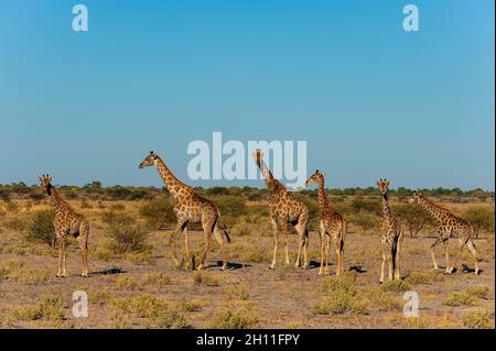 Un troupeau de girafes du sud, Giraffa camelopardalis, dans un paysage aride.Réserve de gibier du Kalahari central, Botswana. Banque D'Images