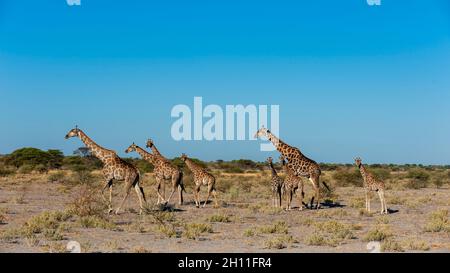 Un troupeau de girafes du sud, Giraffa camelopardalis, marchant dans un paysage aride.Réserve de gibier du Kalahari central, Botswana. Banque D'Images