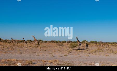 Un troupeau de girafes du sud, Giraffa camelopardalis, marchant dans un paysage aride.Réserve de gibier du Kalahari central, Botswana. Banque D'Images