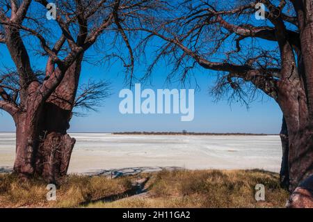 Une paire de baobabs, espèces d'Adansonia, sur le bord d'une casserole de sel.Le Baines Baobabs est un groupe de 7 baobabs.Ils sont également connus sous le nom de SL Banque D'Images