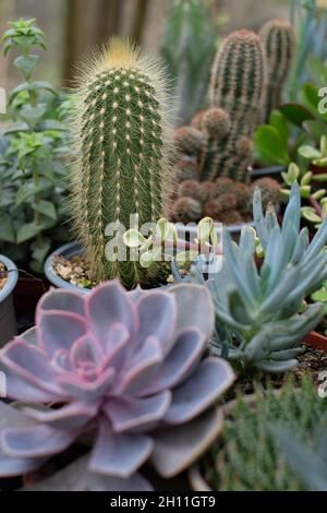 Cactus et plantes succulentes Banque D'Images