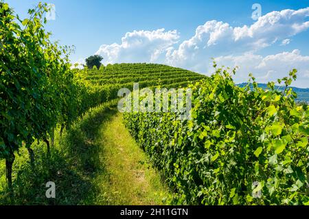 Belles collines et vignobles entourant le village de Barbaresco dans la région de Langhe.Cuneo, Piémont, Italie. Banque D'Images