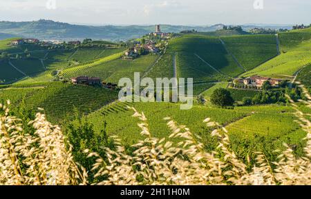 Belles collines et vignobles entourant le village de Barbaresco dans la région de Langhe.Cuneo, Piémont, Italie. Banque D'Images