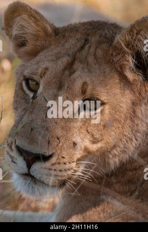 Gros plan d'une lionne, Panthera leo.Zone de concession Khwai, delta d'Okavango, Botswana. Banque D'Images