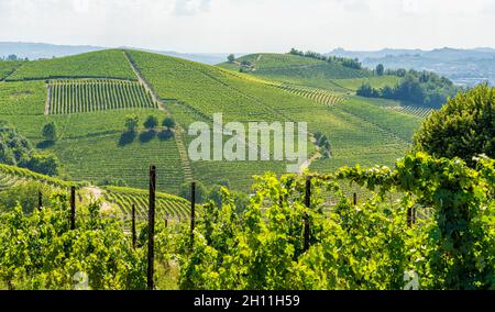 Belles collines et vignobles entourant le village de Barbaresco dans la région de Langhe.Cuneo, Piémont, Italie. Banque D'Images