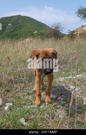 le chien inconnu court sur la steppe seule Banque D'Images